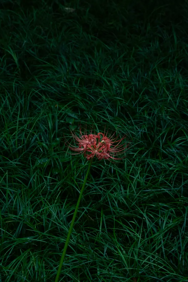 Landscape 4