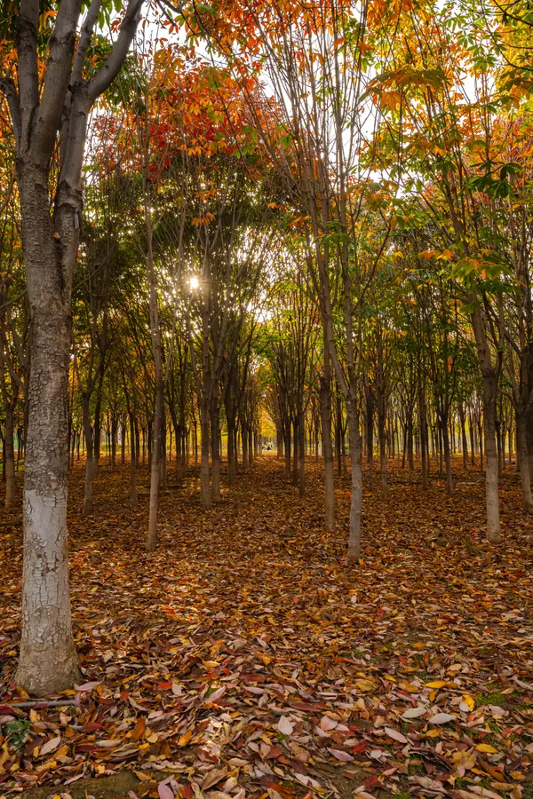 Landscape 9